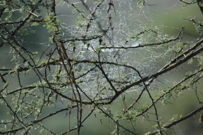 Morning dew