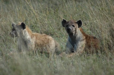 Awaiting their turn after a lion kill