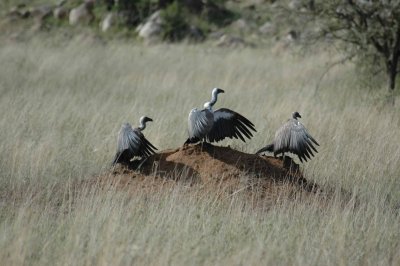 Vultures also waiting and warming wings