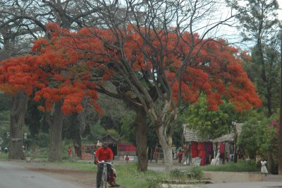 Flamboyant tree