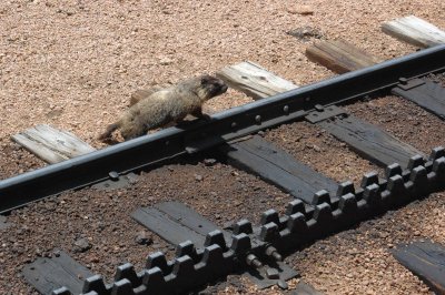 Marmot