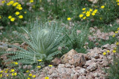 Mini mountain garden
