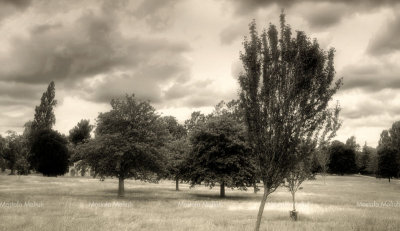 The Hyde Park 05