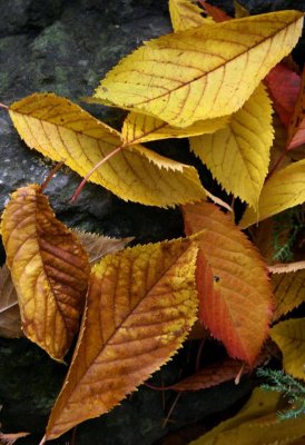 late sun leafs