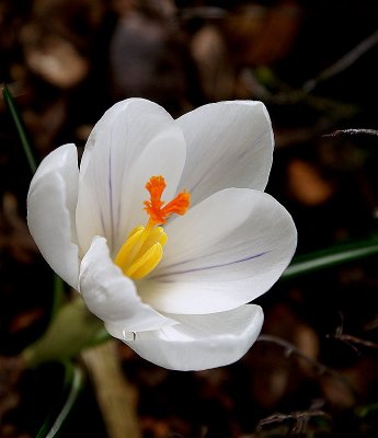 orange peace of a white heart