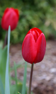 tulips red heart