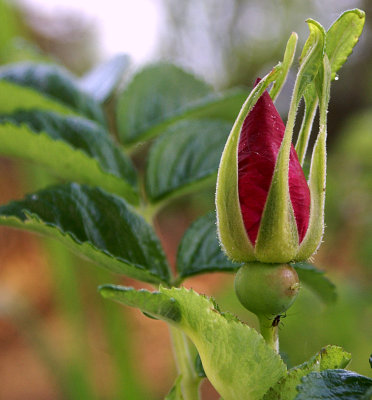 budding to bloom