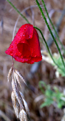  red in reverence