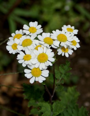 bouquet of heart daisies