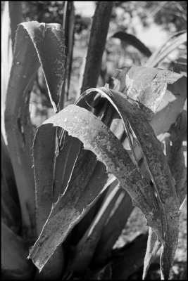 Aging Agave