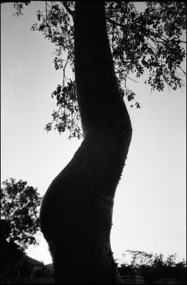 Gumbo-limbo tree at sunset, Kendall