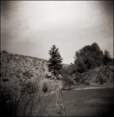 Kodak Verichrome Pan: My little Chickadee