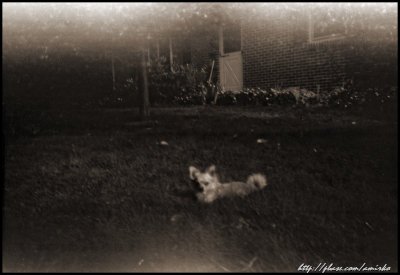 Little Doggy