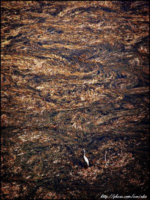 Grey Heron on Kelp