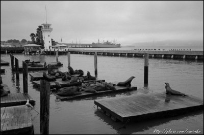 Fishermans Wharf: Pier 39