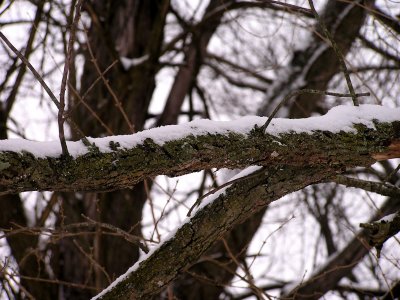 Snow Branch.jpg