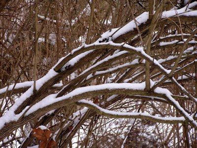Snow Branch 2.jpg