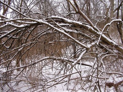 Snow Branch 3.jpg