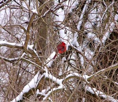 Cardinal.jpg