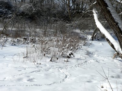 Animal Tracks on Creek.jpg
