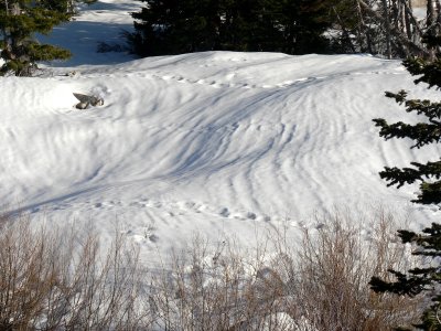 Wasatch Snow Tracks 2.jpg