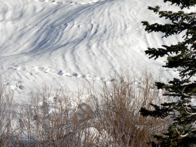 Wasatch Snow Tracks 3.jpg