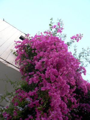 Oleander.jpg