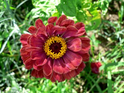 Delphi - Flower.jpg