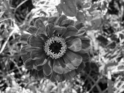 Delphi - Flower.jpg