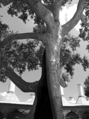 Turkey - Black and White