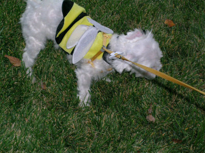 Miss Mia Honeybee