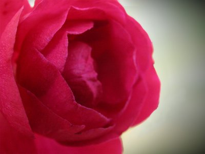 Last Rose of the Season2