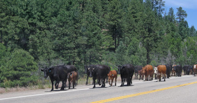 A Real Cattle Drive