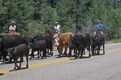A Real Cattle Drive2