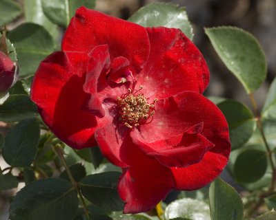 red rose.jpg