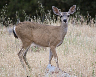 mule deer doe.jpg