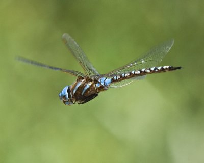 dragonfly in flight.jpg