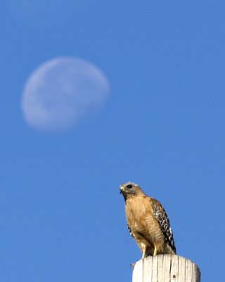 pb hawk moon -4 -2.jpg