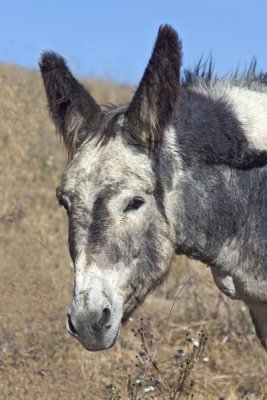 donkey  -8.jpg