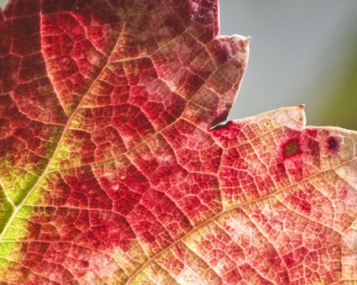grape leaf  -19.jpg