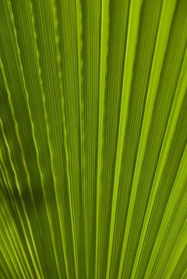 palm leaf-129.jpg