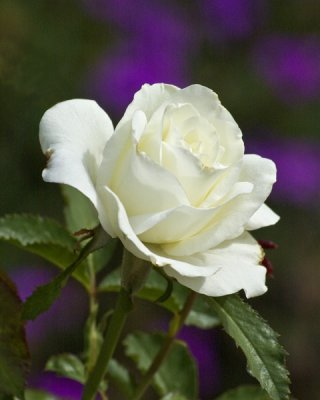 white rosejpg