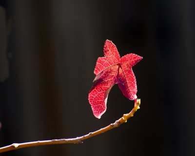 single red leaf -5.jpg