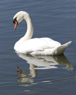 swan with attitude -17.jpg