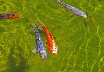 Japanese Garden Koi - San Mateo
