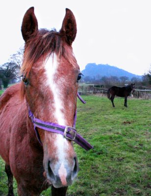 Horse near to Beeston Castle