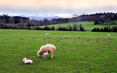 Anglesey Sheep