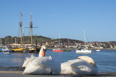 Conwy Swans on the estuary.
