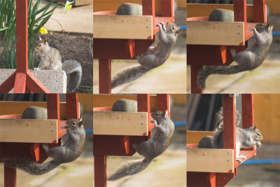 Squirrel Thief.
