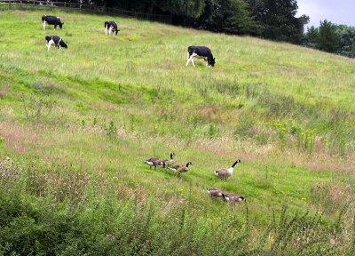 Canada Geese along The  Shropshire Union